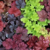 Geichera: razmnožavanje reznicama, podjelom, lišćem